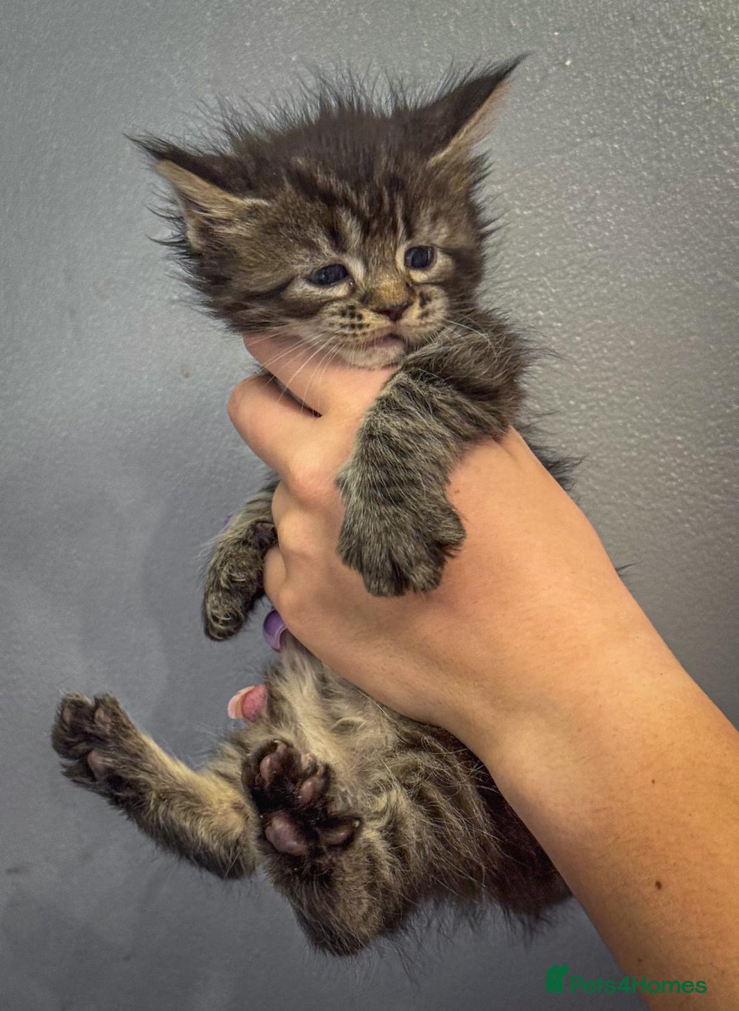 Maine Coon cats for sale: Full breed Mainecoon kittens ready 29th September  - Image 13