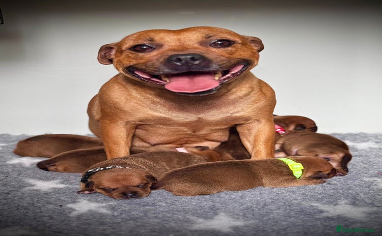 Staffordshire Bull Terrier dogs - Advert 3