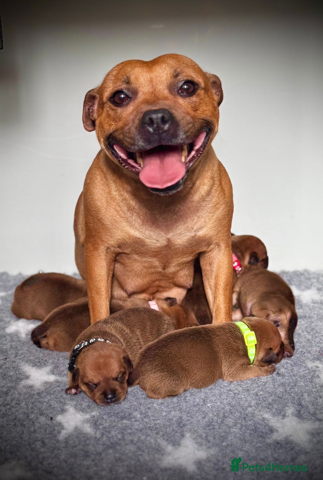 Staffordshire Bull Terrier dogs for sale: Outstanding Vangerbull Red SBT litter!  - Image 1