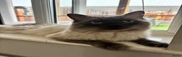 Ragdoll cats for sale: Blue point Ragdoll kittens for sale - Advert 8