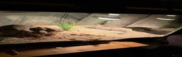 Leopard Gecko reptiles for sale: 🦎 Leopard Gecko Buddy – Looking for new home - Advert 6