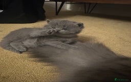 British Shorthair cats for sale: Beautiful fluffy British blue babies ready at  **  - Advert 18