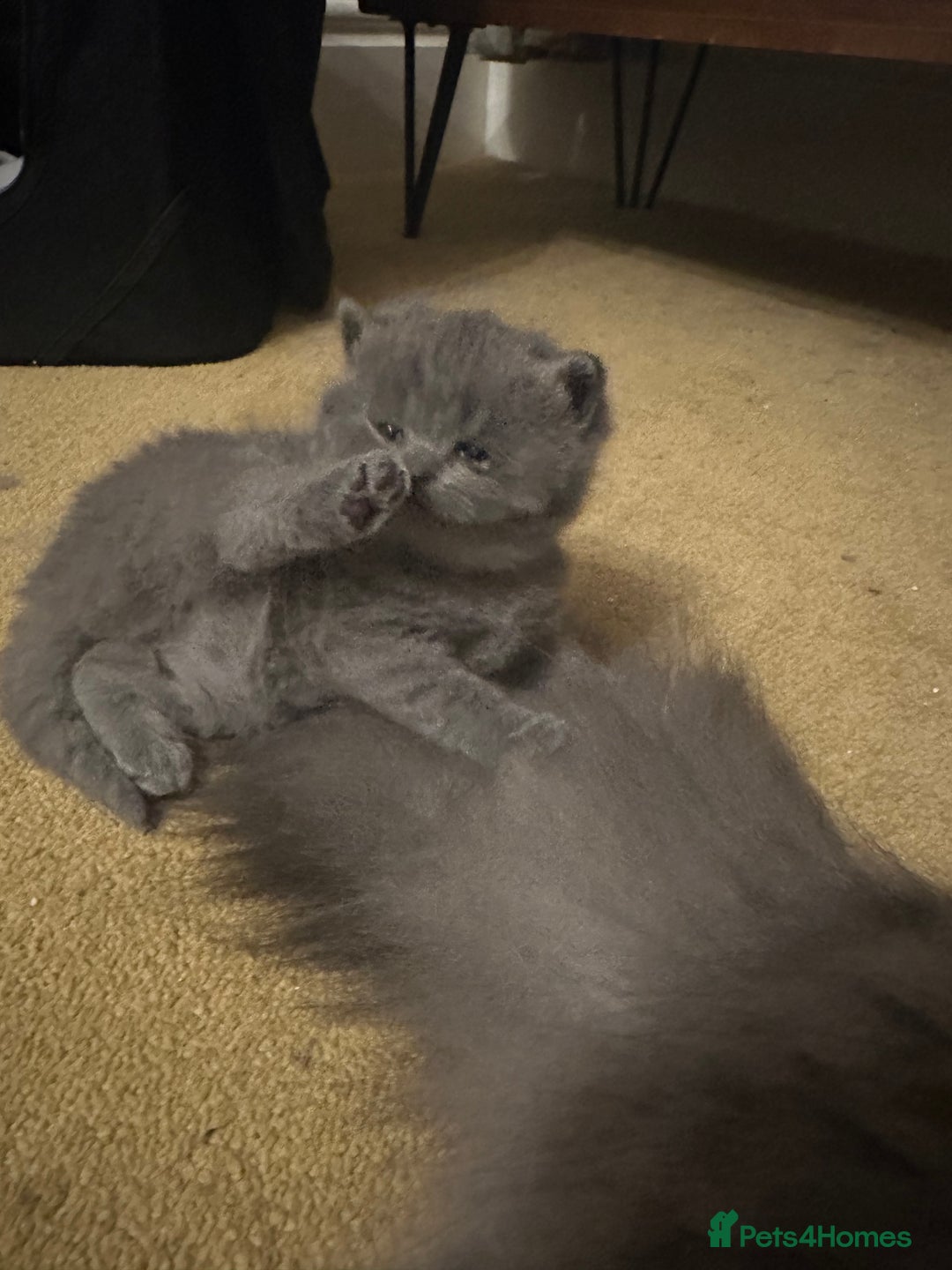 British Shorthair cats for sale: Beautiful fluffy British blue babies ready at  **  - Advert 18