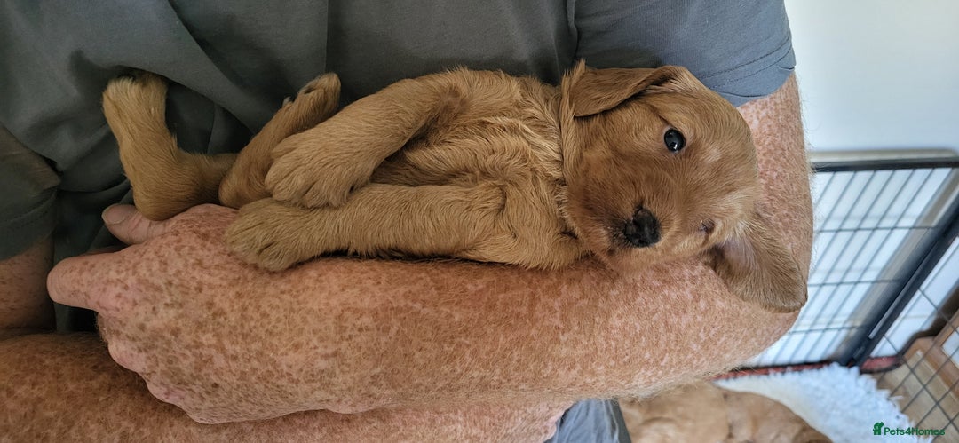 Labradoodle dogs for sale: Beautiful, Well Bred F1b Labradoodle Puppies - Image 20
