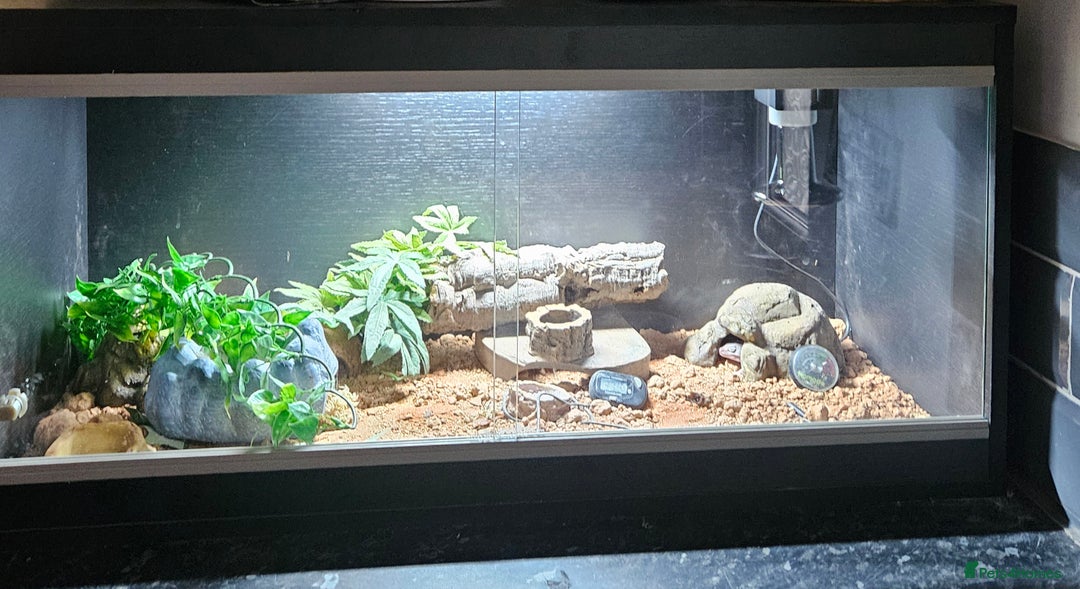 Leopard Gecko reptiles for sale: Leopard gecko and full set up - Advert 2