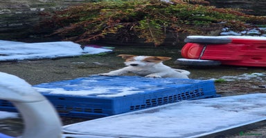 Jack Russell dogs KC registered bitch puppy  - Advert 12