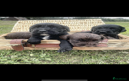 Cocker Spaniel dogs for sale: Working cocker spaniel  - Image 2