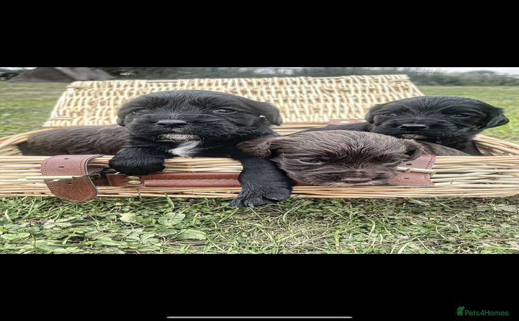 Cocker Spaniel dogs - Advert 1