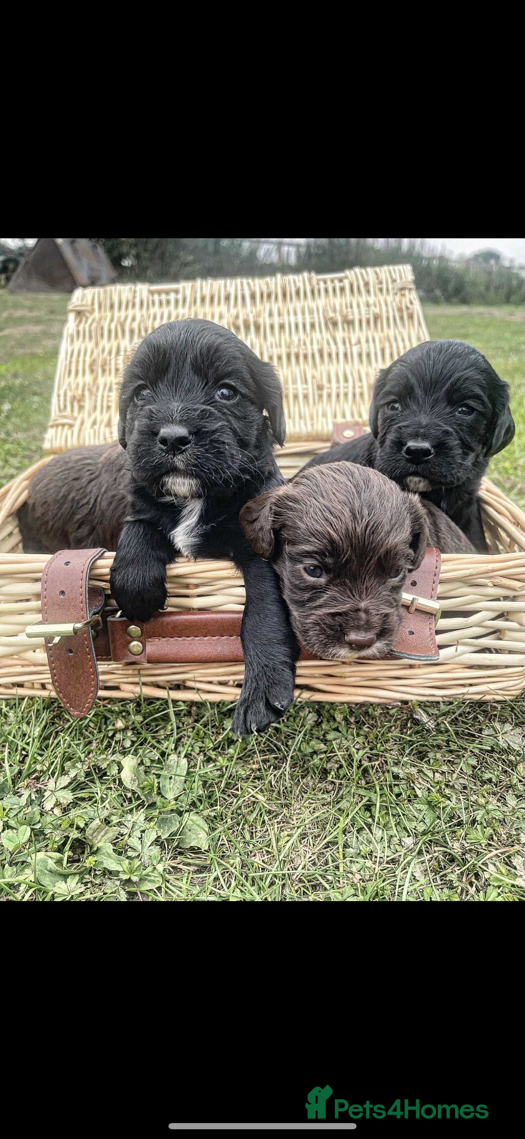 Cocker Spaniel dogs for sale: Working cocker spaniel  - Image 2
