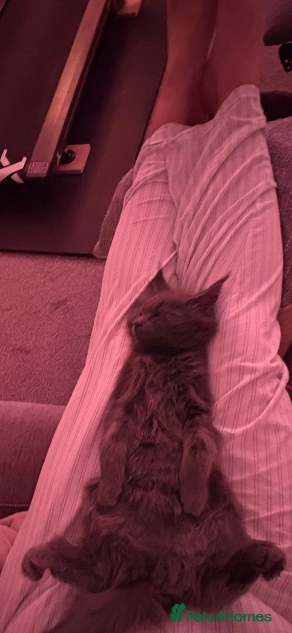 Maine Coon cats Tica Reg Maine Coon Kittens - Advert 5