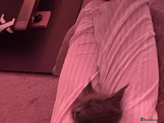 Maine Coon cats Tica Reg Maine Coon Kittens - Advert 5