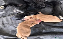 Cocker Spaniel dogs for sale: KC Cocker Spaniel Puppies  - Image 4