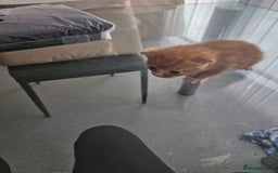 Abyssinian cats for sale: Beautiful & very therapeutic to watch them grow :) - Image 10