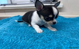 Chihuahua dogs for sale: Chihuahua  - Image 30