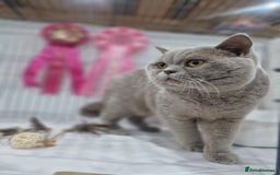 British Shorthair cats for sale: British shorthair GCCF pedigree ready christmas - Image 11