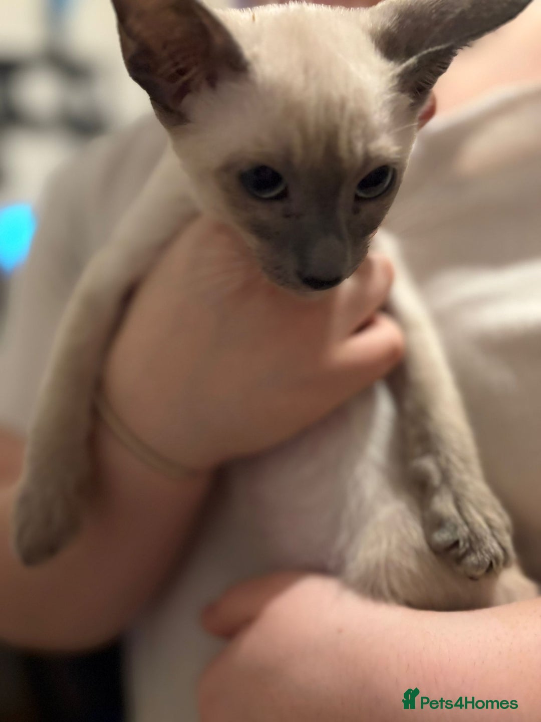 Siamese cats for sale: Siamese Kittens – Ready Now - Advert 4