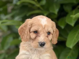 Cockapoo dogs Cockapoo males and females - Advert 1