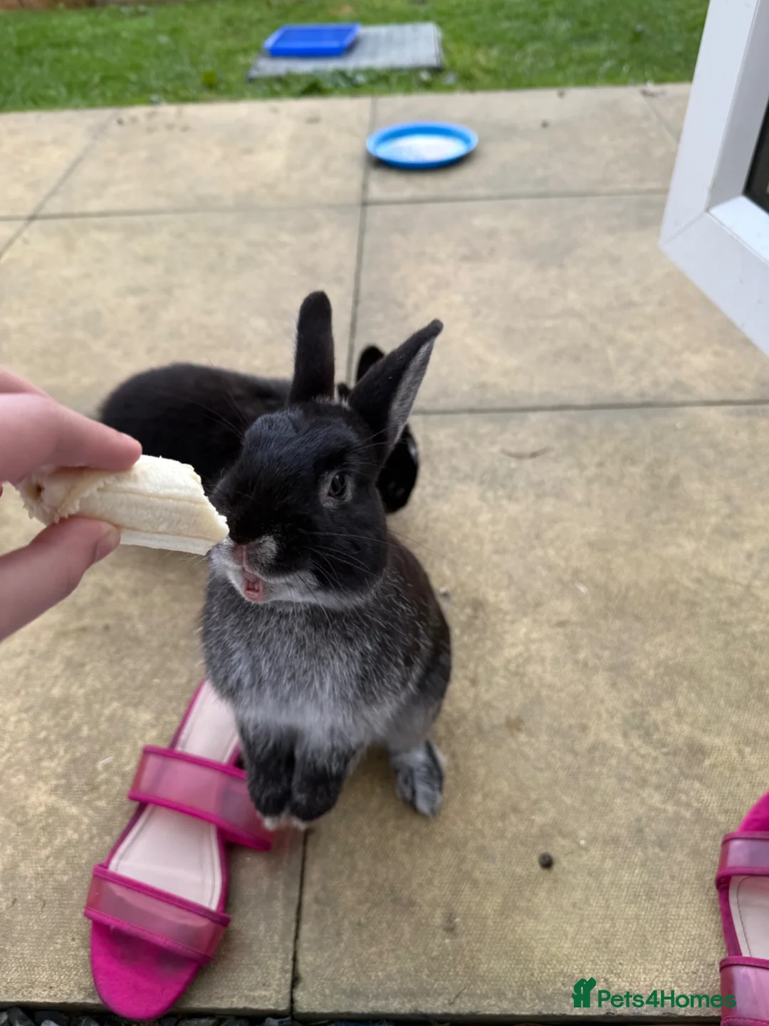 Mini Lop rabbits for sale: Mini lop X Netherland dwarf male  in Plymouth - Advert 7