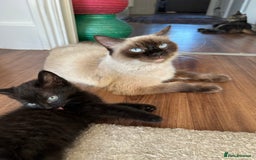 Ragdoll cats for sale: beautiful kittens for sale - Advert 1