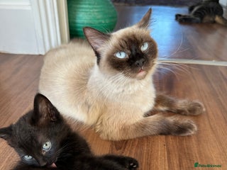 Ragdoll cats beautiful kittens for sale - Advert 1