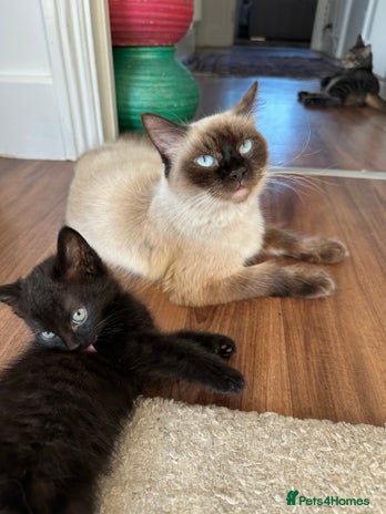 Ragdoll cats beautiful kittens for sale - Advert 1