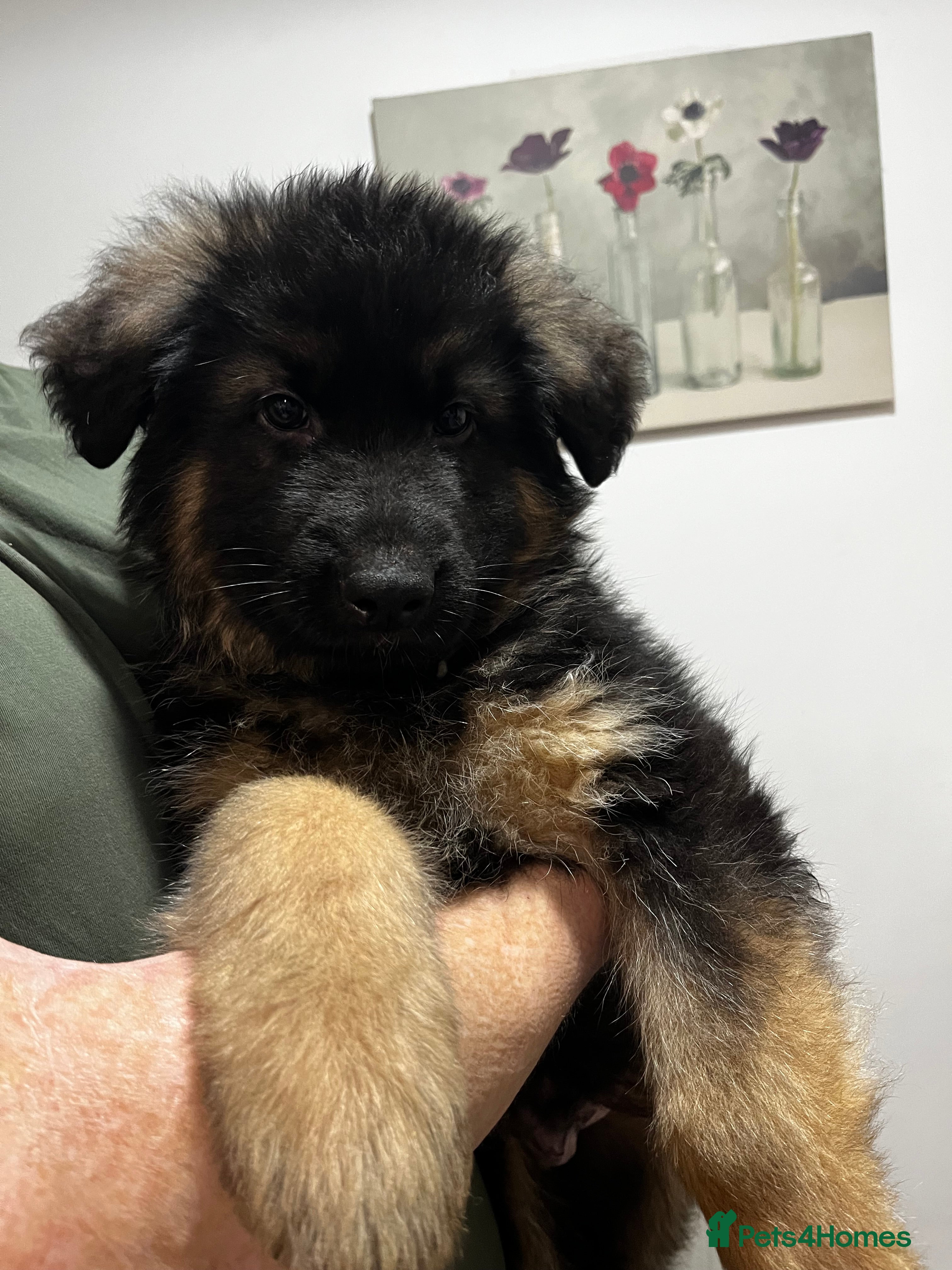 German Shepherd dogs Ready Now - KC Reg Long-Haired GSD Puppies - Advert 2