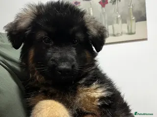 German Shepherd dogs Ready Now - KC Reg Long-Haired GSD Puppies - Advert 2