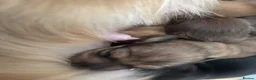 Miniature Dachshund dogs for sale: Beautiful Miniature Dachshund Puppies – Ready Soon in Stratford-upon-Avon - Advert 8