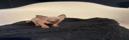 Sphynx cats for sale:     Exceptional TICA Sphynx Kittens  - Advert 3
