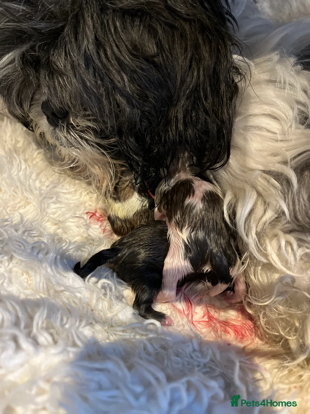 Shih Tzu dogs for stud: Kc reg shih tzu full DNA health tested in Chester-le-Street - Advert 8