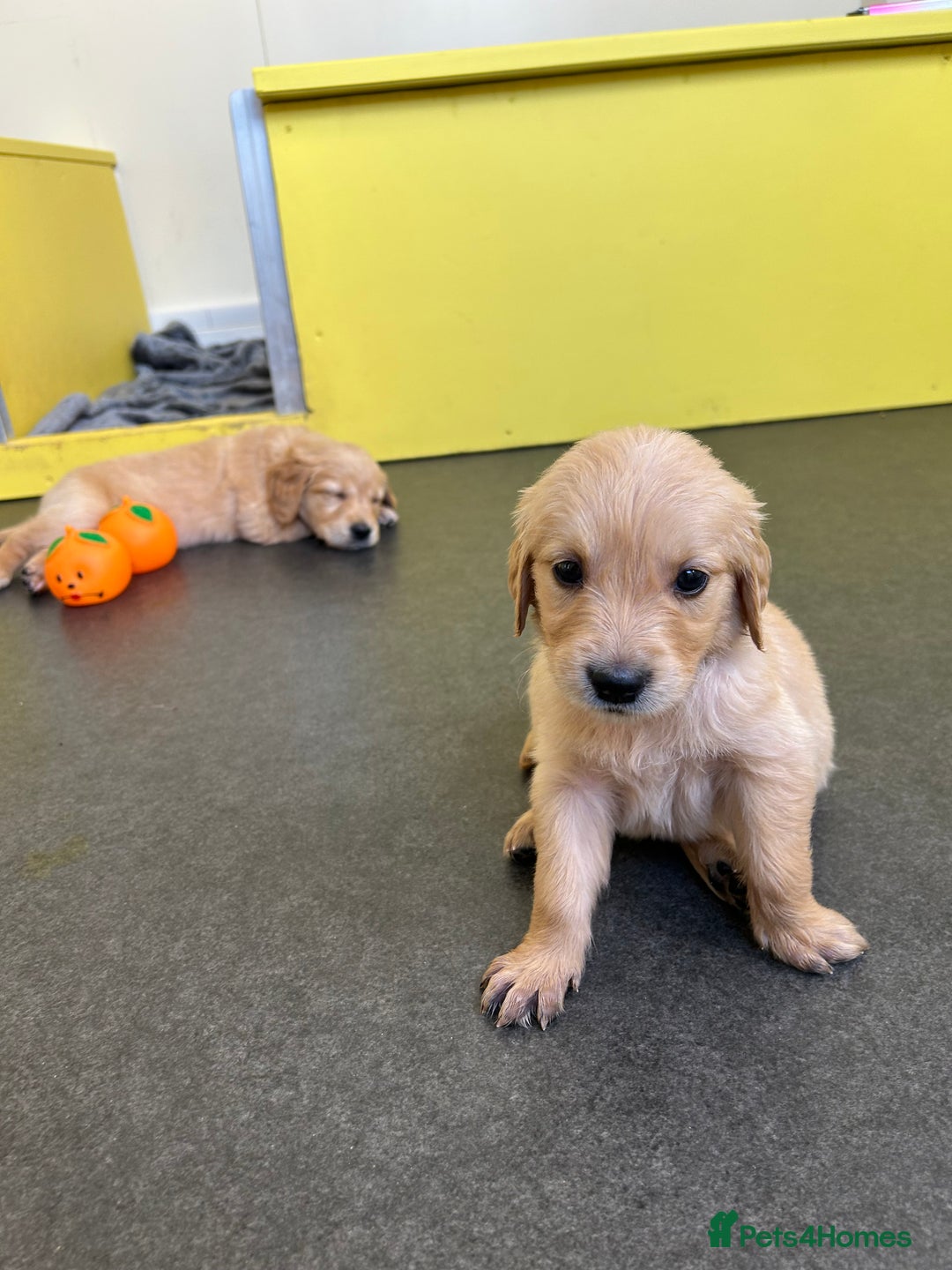Golden Retriever dogs for sale: Golden retriever puppies for sale  - Image 13