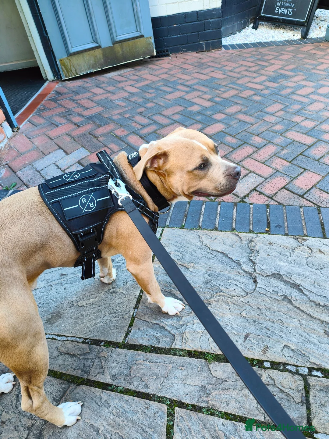 Mixed Breed dogs for sale: My baby boy needs a loving home in Cannock - Advert 2