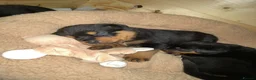 Rottweiler dogs for sale: Kasire and Calien’s stunning Rottweiler babies  - Advert 12
