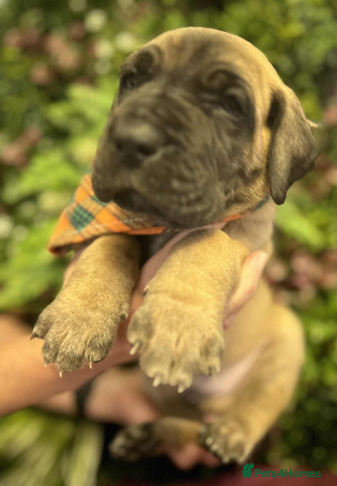 Great Dane dogs for sale: Fawn black mask - Image 5