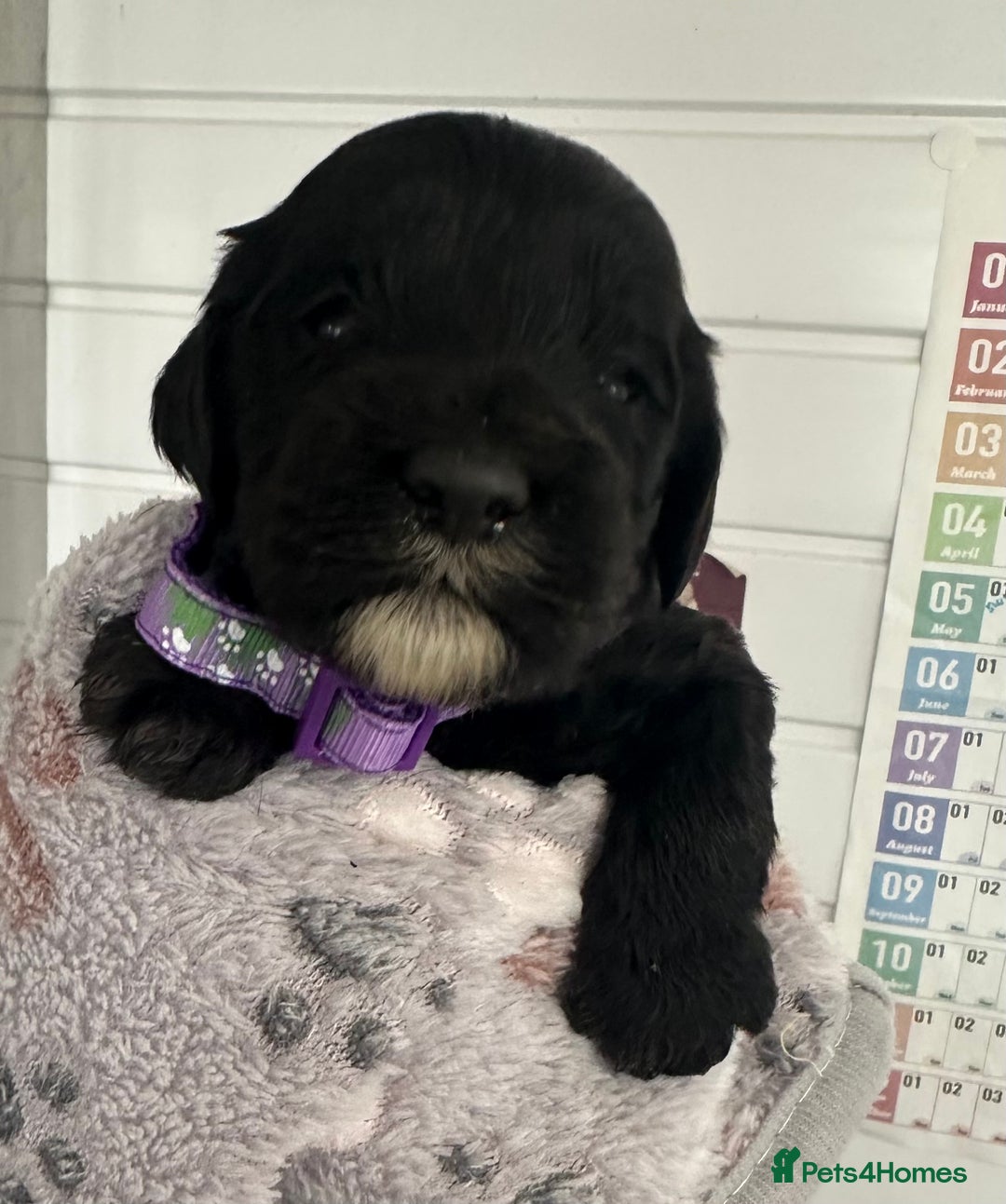 Cockapoo dogs for sale: Stunning cockapoo ready 21 December  - Advert 15