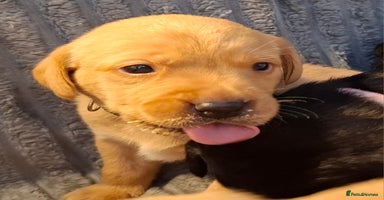 Labrador Retriever dogs - Advert 6