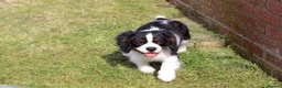 Cavalier King Charles Spaniel dogs for sale: Beautiful Cavalier King Charles Spaniel male  - Advert 22