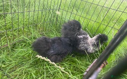 Chickens poultry for sale: Pair of breeding silkies - Image 6