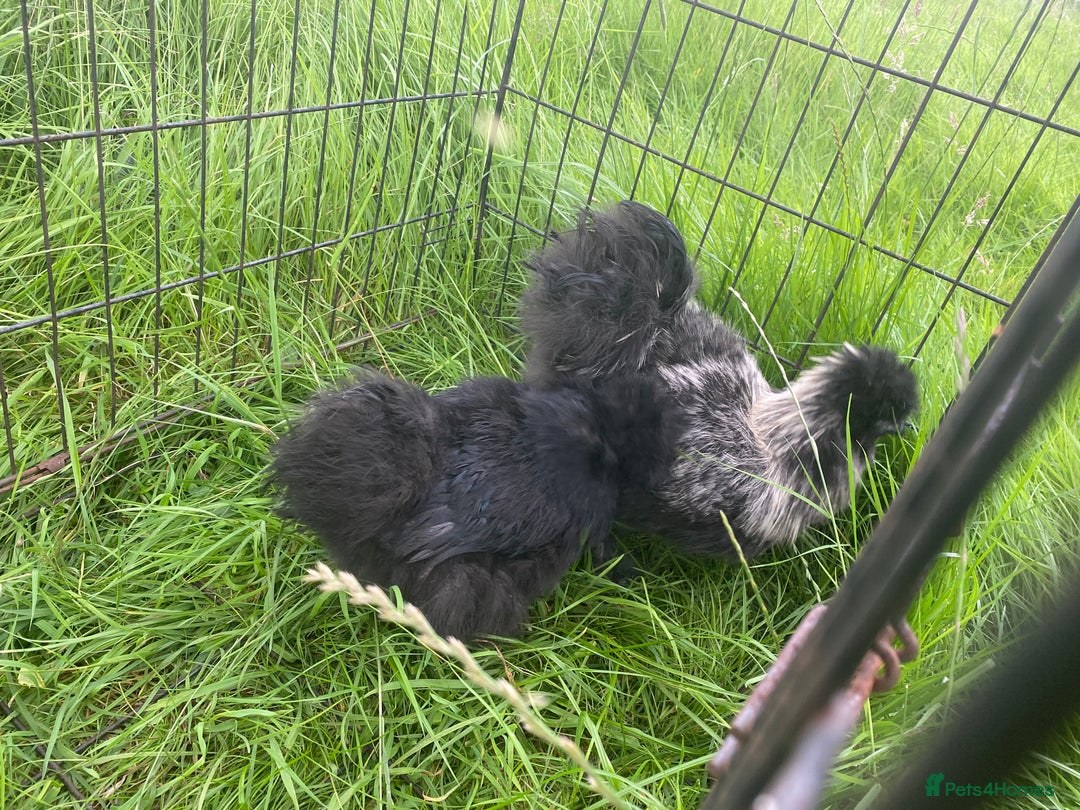Chickens poultry for sale: Pair of breeding silkies - Image 6