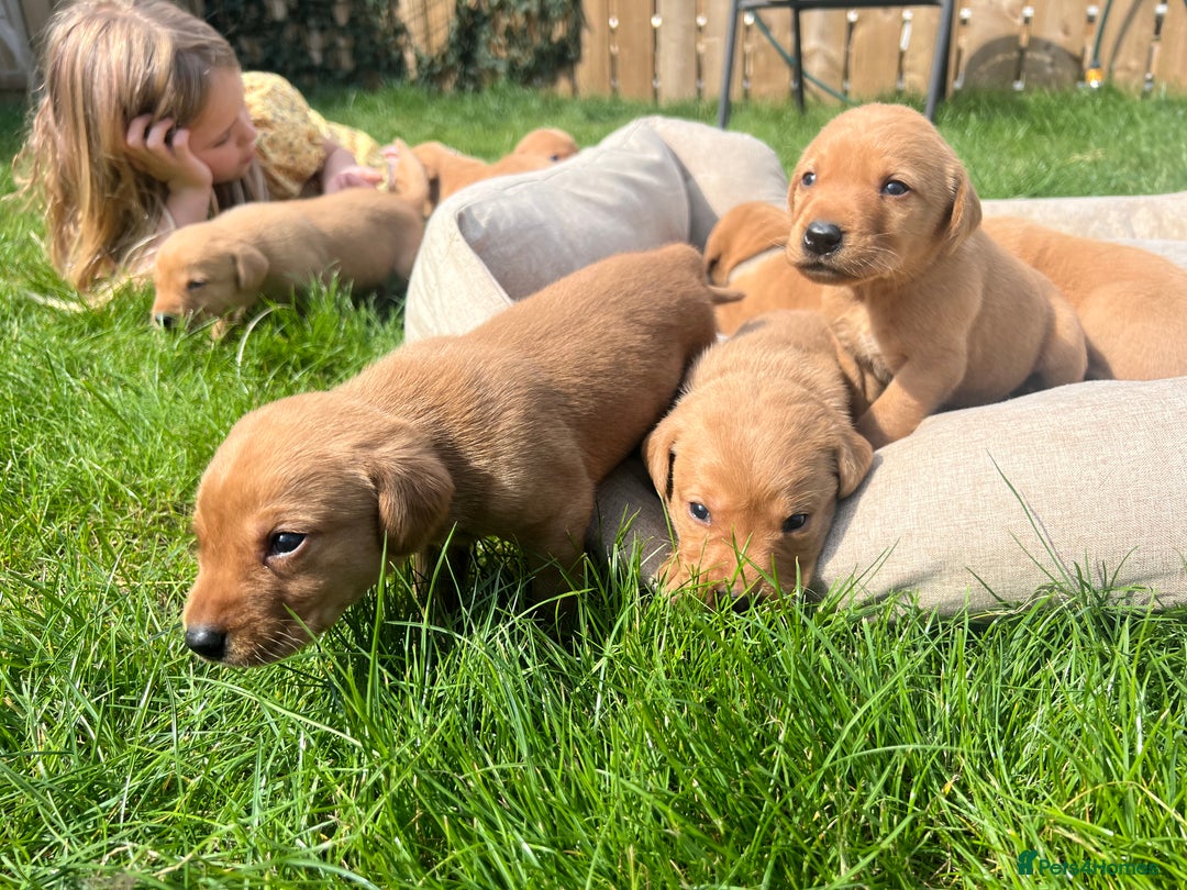 Labrador Retriever dogs for sale: Beautiful fox red Labrador pups 🐶  - Image 11