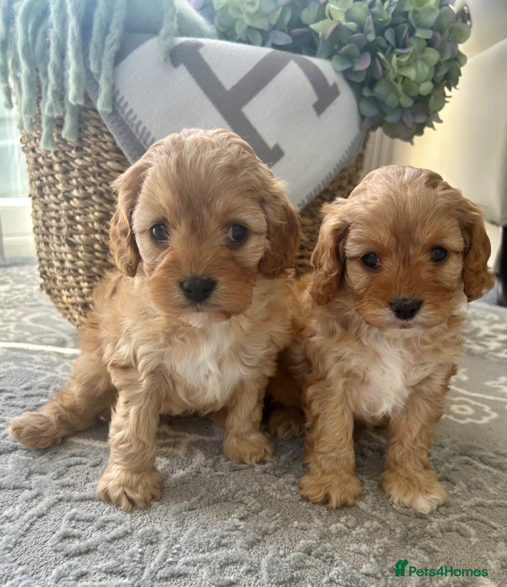 Cavapoo dogs F1 Cavapoo cuties extensively healthtested parents - Advert 1