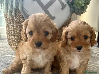 Cavapoo dogs for sale: F1 Cavapoo cuties extensively healthtested parents - Advert 1