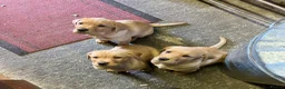 Labrador Retriever dogs for sale: Labrador puppies 8 weeks old  in Barnsley - Advert 5
