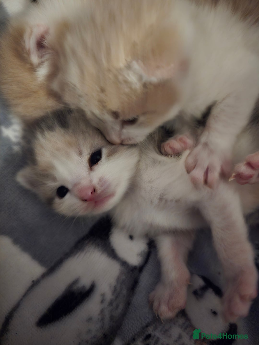 Domestic Shorthair cats for sale: Gorgeous Girl  - Advert 5