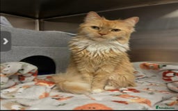 Mixed Breed cats for sale: Two female cats  - Image 1