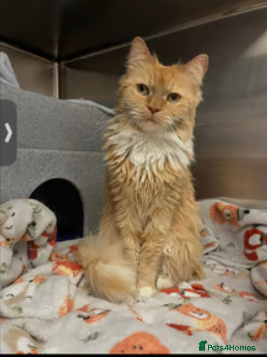 Mixed Breed cats for sale: Two female cats  - Image 1