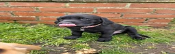 Labrador Retriever dogs for sale: *1 Girl left*Ready to Leave* KC Mam & Dad at home - Advert 8