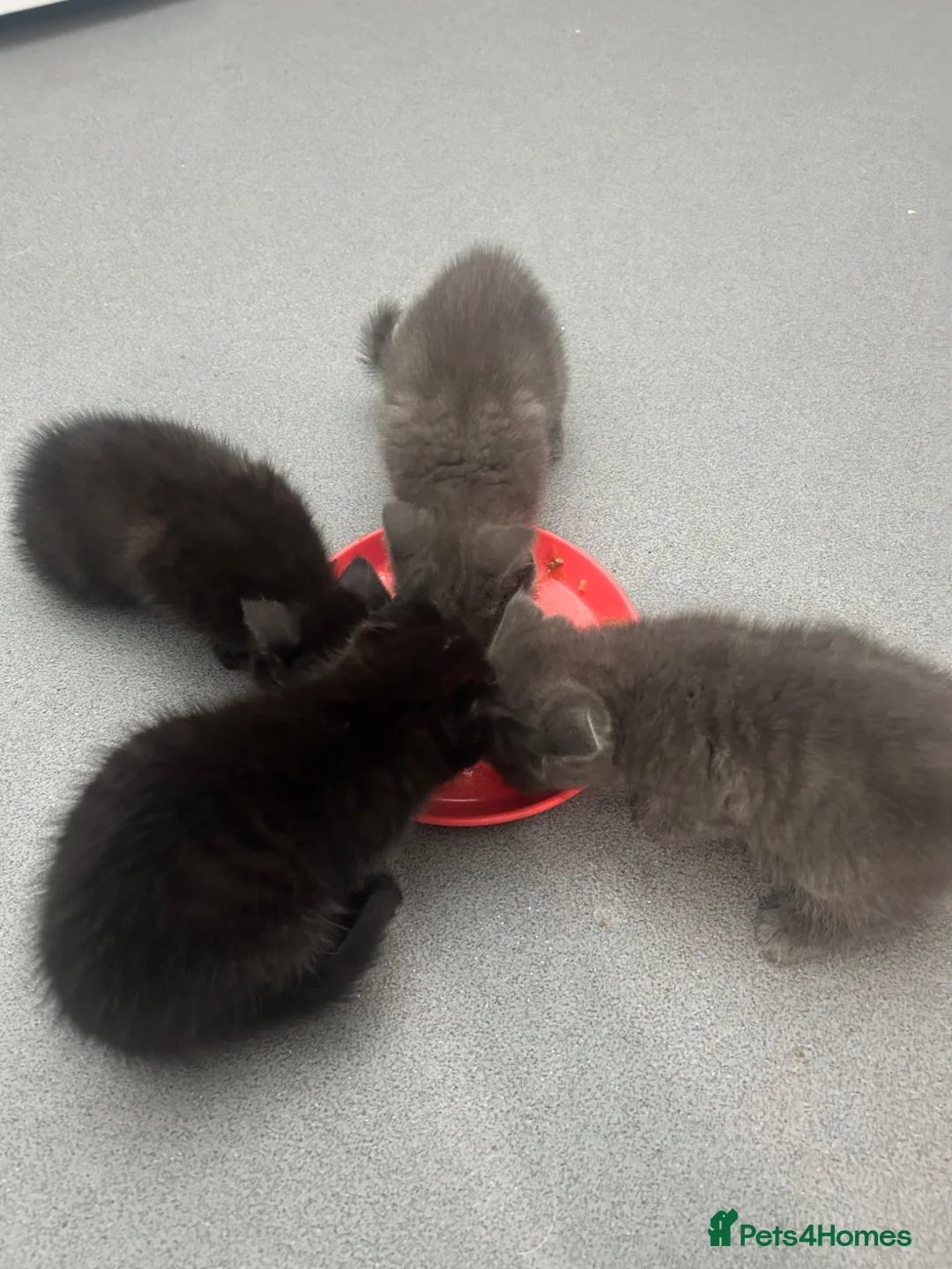 Burmese cats for sale: 🐾 Burmese x British shorthair kittens 🐾 - Advert 2