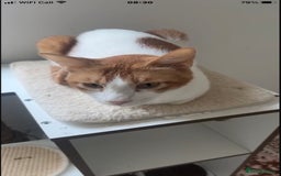 Mixed Breed cats for adoption: WE FIUND 2 BLIND KITTENS- CAN WE FIND ADOPTERS ??? - Advert 5