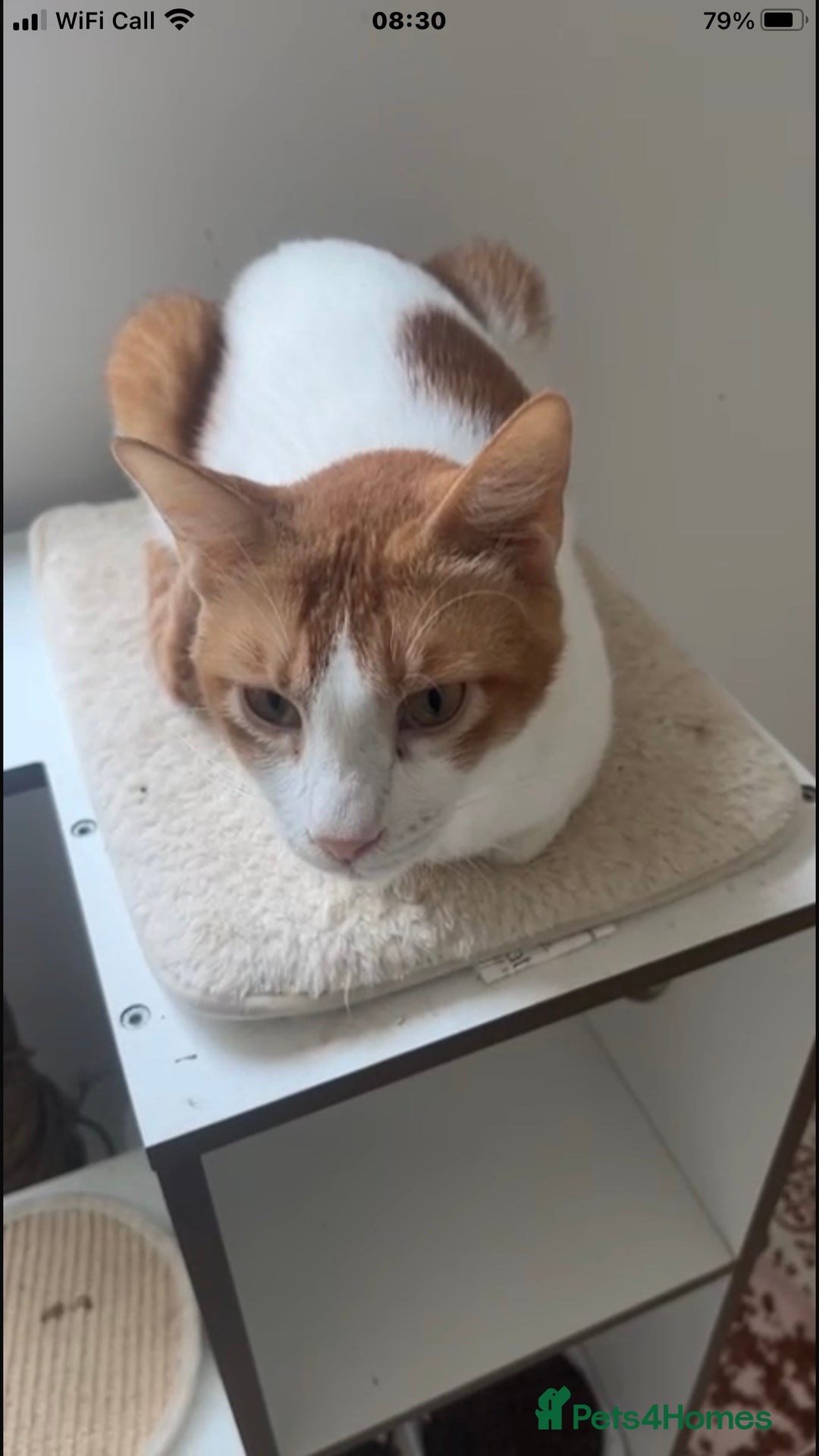 Mixed Breed cats for adoption: WE FIUND 2 BLIND KITTENS- CAN WE FIND ADOPTERS ??? - Advert 5